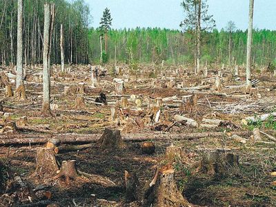 Польша должна платить 100 тыс. евро штрафа в день за вырубку Беловежской пущи - суд ЕС - В Мире