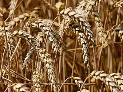 Экспорт литовского зерна сократился за год на 82 проц. - Литва и страны Балтии