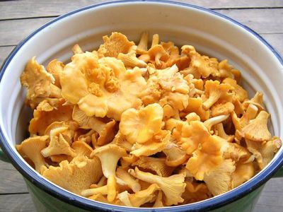 Природоохранники: собирать ягоды и грибы надо так, чтобы не навредить лесу - Литва и страны Балтии