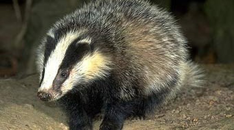 Немецкая полиция задержала пьяного барсука - Хобби, отдых и развлечения