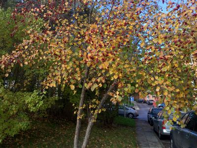 Холода подождут: прогноз погоды в Висагинасе на следующую неделю - В Висагинасе