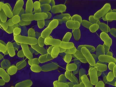 E. coli protrūkio paslaptis gilėja - Pasaulyje