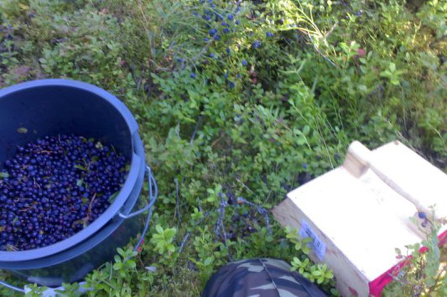 Финляндия привлечет для сбора ягод рабочих из Таиланда - В Мире