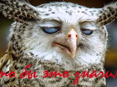 Фото участников конкурса «Что бы это значило?» (сегодня последний день голосования!) - Конкурсы для читателей