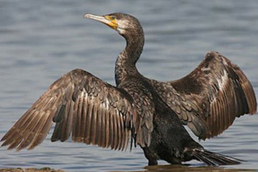 Белоруса оштрафовали за искалеченных бакланов
 - Происшествия и криминал