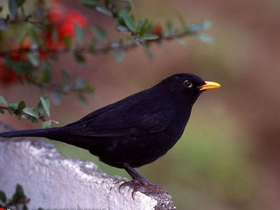 Пение черных дроздов — лучшее лекарство от мигрени                                 - Наука и здоровье