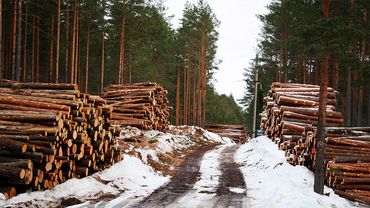 Предлагается законами останавливать распродажу леса
