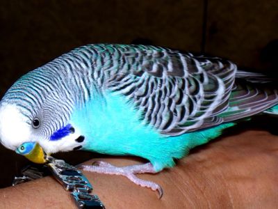 Участник № 37 конкурса «Мой домашний любимец» - Конкурсы для читателей