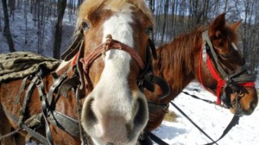 Скандал с кониной: в продукты могли попасть вредные вещества - В Мире