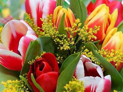 С Праздником весны – с 8 марта! - Поздравления