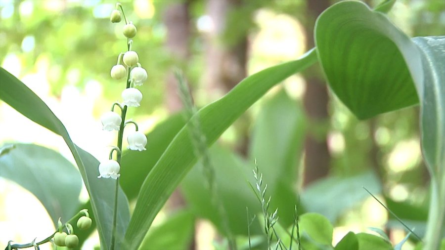 Осторожно – клещи! - В Висагинасе