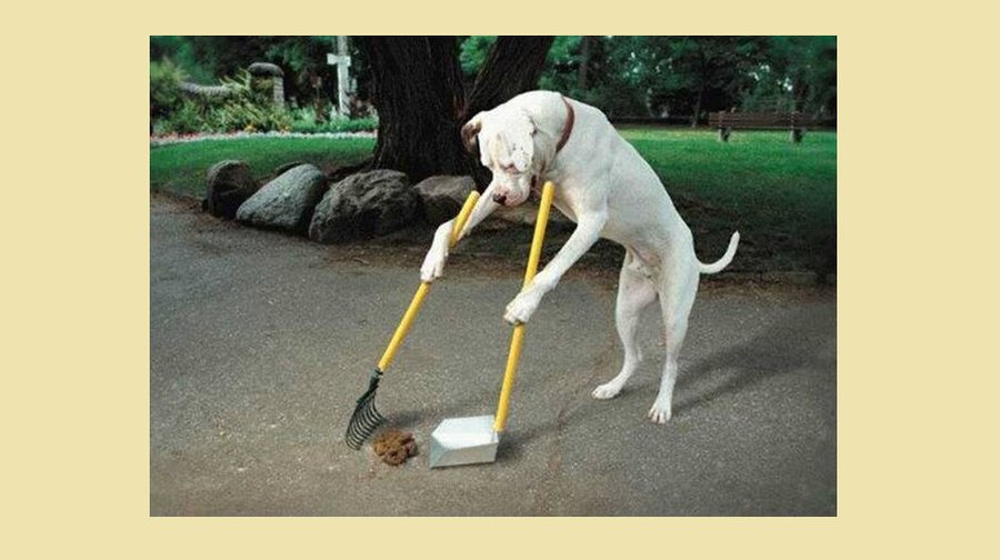 О людях и собаках. Будут ли выявлять нарушителей правил выгула животных? - В Висагинасе