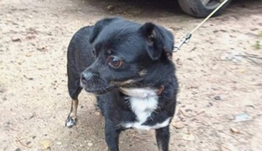 Rastas šuo! - Pamesta ir rasta