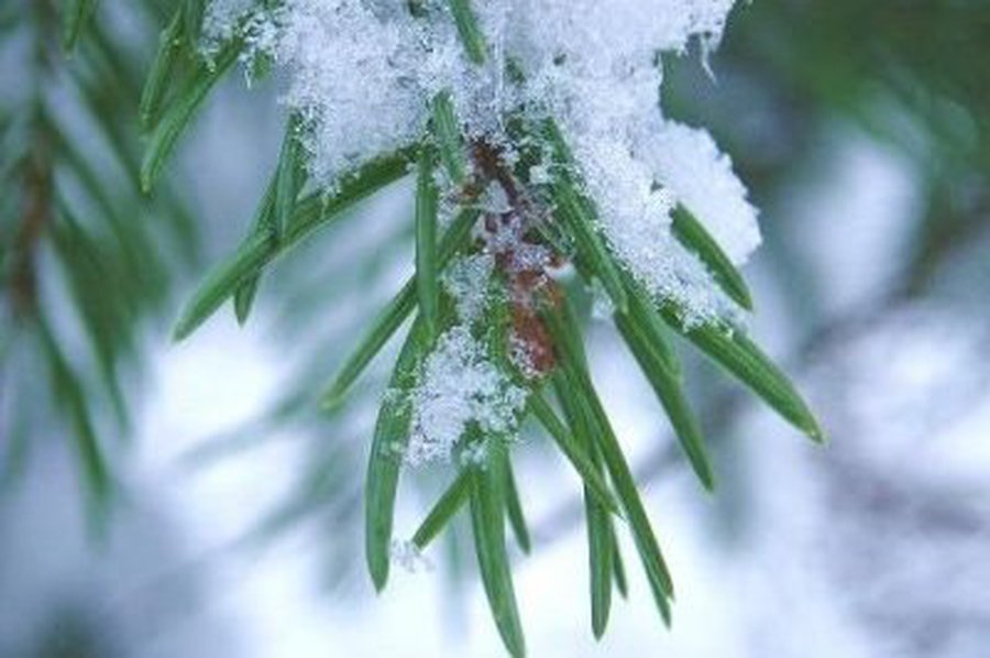 
Майский снег в Литве — явление не уникальное - Наука и здоровье