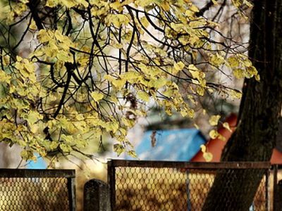 Šiltas ruduo gamtai neleidžia snūduriuoti - Lietuva ir Baltijos šalys