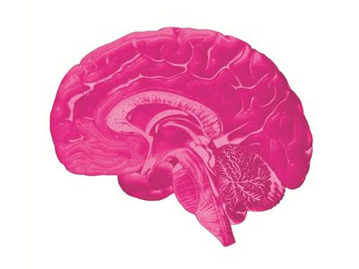 Лучшие продукты питания для здоровья мозга - Наука и здоровье