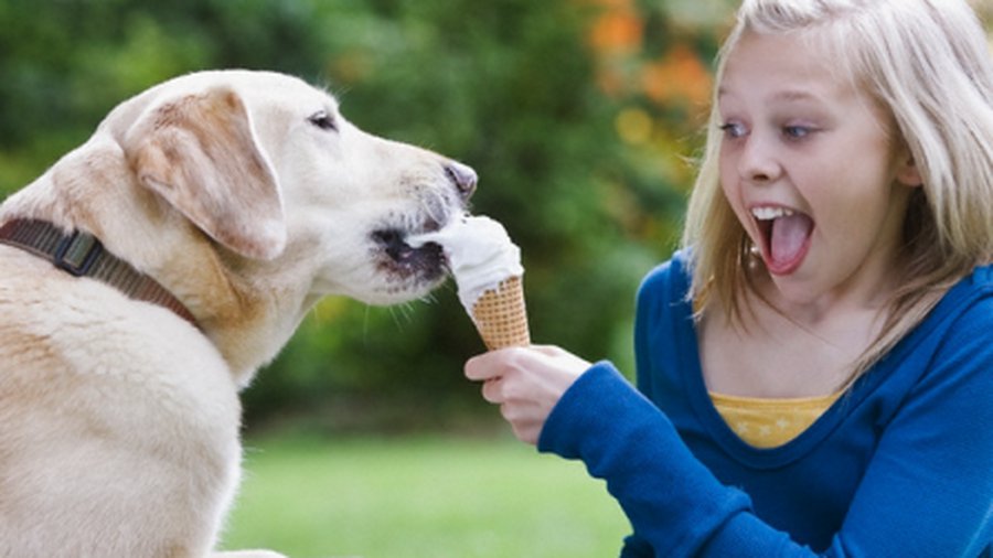 Собак удалось приручить благодаря человеческой пище - Наука и здоровье