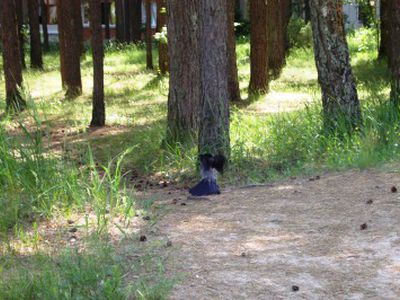 Не проворонит ворона вороненка...                                                                                                                      - В Висагинасе