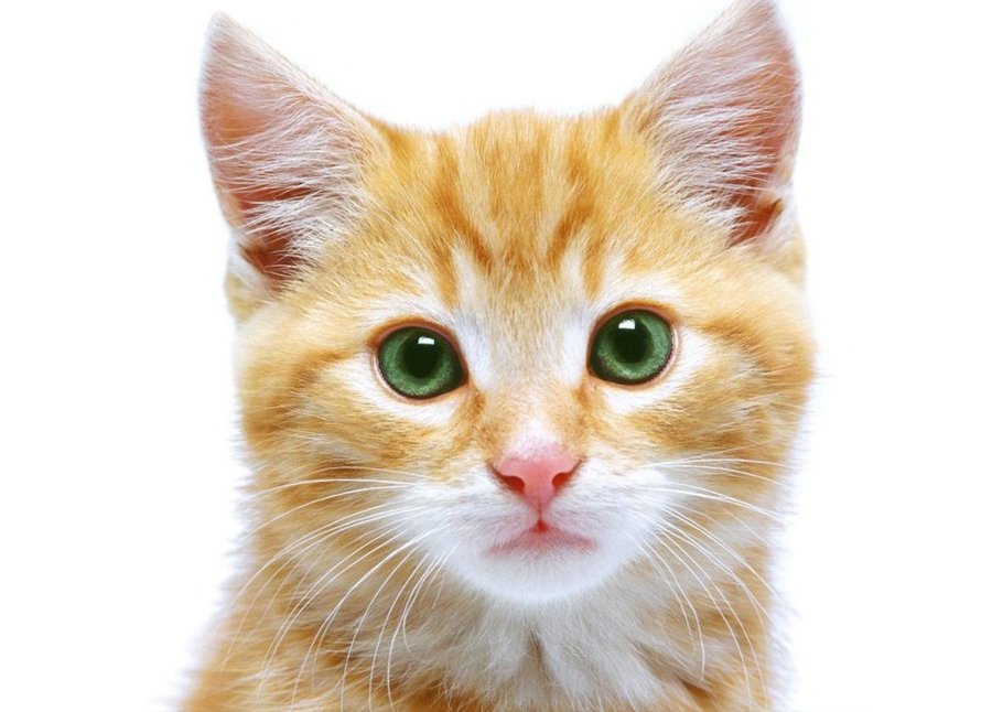 Коты более опасны для аллергиков, чем собаки - Наука и здоровье