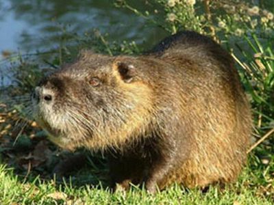 Сводка криминальных происшествий за период с 16 по 18 апреля 2010 года - Происшествия и криминал