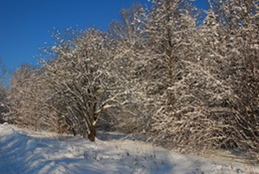 Лесные «дары» - Происшествия и криминал