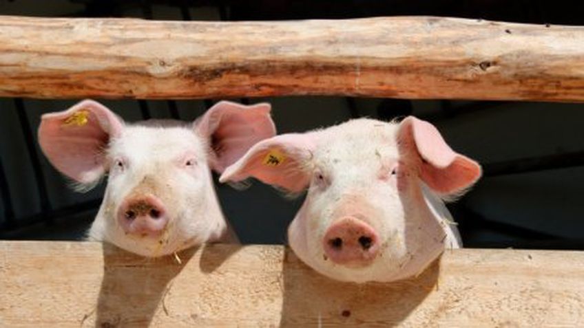 Фермеров раздражает требование ЕС развлекать свиней