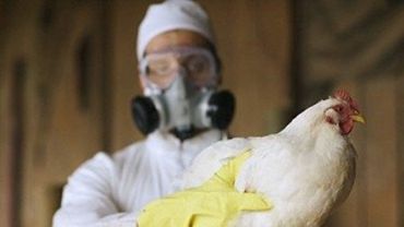 Птичий грипп шагает по Китаю: 13 из 60 заразившихся новым штаммом умерли