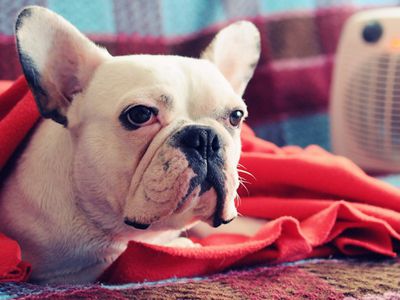 Участник №17 конкурса «Мой домашний любимец» - Конкурсы для читателей