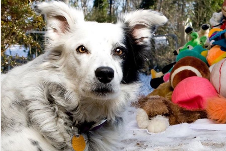 В США умерла "самая умная" в мире собака - Это интересно