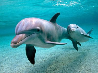 ВМФ России вооружится боевыми дельфинами - В Мире