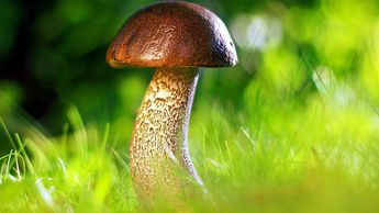В Литве начался грибной сезон: грибники везут из леса полные корзины