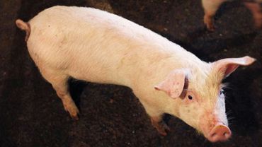 В Белоруссии растет число очагов заражения африканской чумой свиней