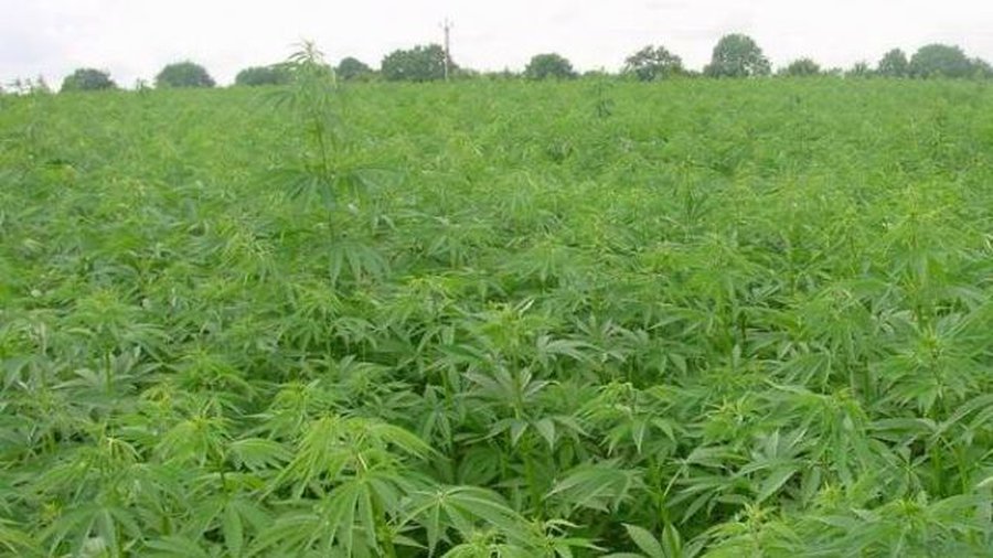 Сейм Литвы легализовал промышленную коноплю - Литва и страны Балтии