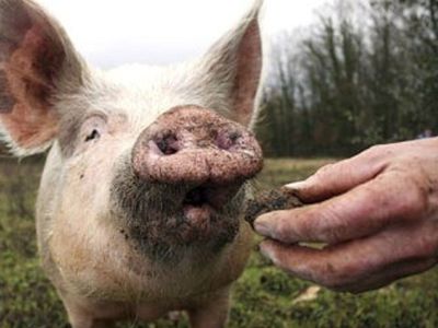 На границе с Белоруссией начинается дезинфекция автомобилей и людей, но угроза свиной чумы не исчезает - В Мире