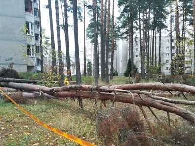 Почему упавшие в черте города деревья годами лежат неубранными? - В Висагинасе
