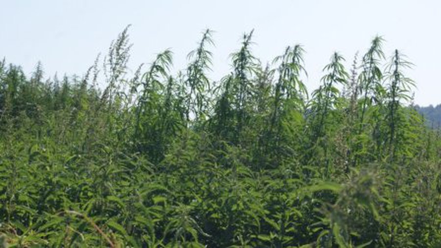 Грибник на окраине Вильнюса обнаружил огород с коноплей - Происшествия и криминал