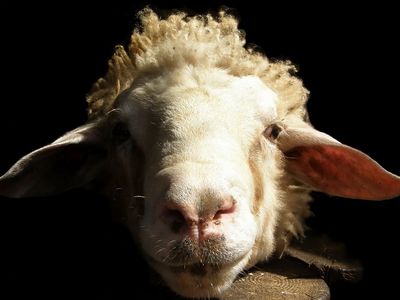 В Кыргызстане баранам выдадут паспорта - Хобби, отдых и развлечения