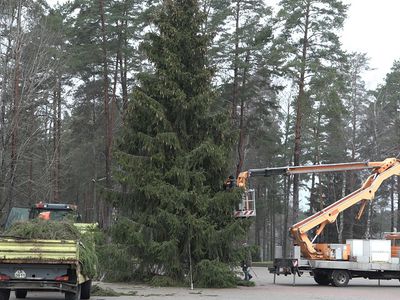 На площади Сантарвес устанавливают новогоднюю елку - В Висагинасе