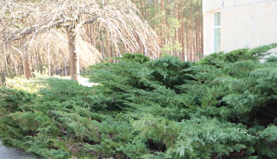 Хотите посадить деревья или кустарники? Перед этим вам нужно будет получить разрешение - В Висагинасе