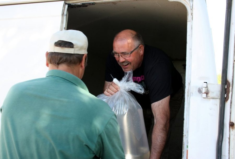 В литовские реки выпустили миллионы судаков - Хобби, отдых и развлечения