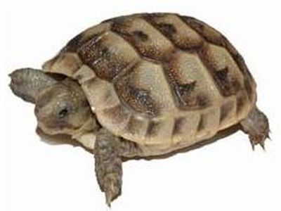 Взлетно-посадочную полосу аэропорта JFK в Нью-Йорке «перекрыли» 78 черепах - Хобби, отдых и развлечения