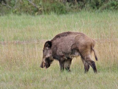 За неделю в Литве установлено более 40 случаев АСЧ - Литва и страны Балтии