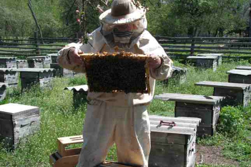 Польский пчеловод «ожил» в гробу, когда с него снимали часы и цепочку