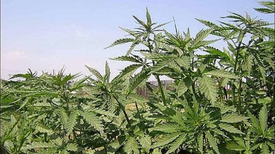 Группа консерваторов Сейма предлагает ужесточить наказание за небольшое количество конопли - Литва и страны Балтии