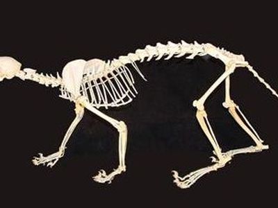 Дохлая кошка стала поводом для слуха о смерти Маргарет Тэтчер - Хобби, отдых и развлечения