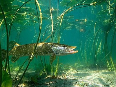 Сводка криминальных происшествий за 24 – 26  марта  - Происшествия и криминал