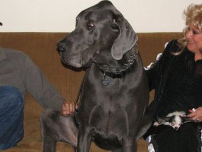 Самая высокая собака в мире — датский дог - Хобби, отдых и развлечения