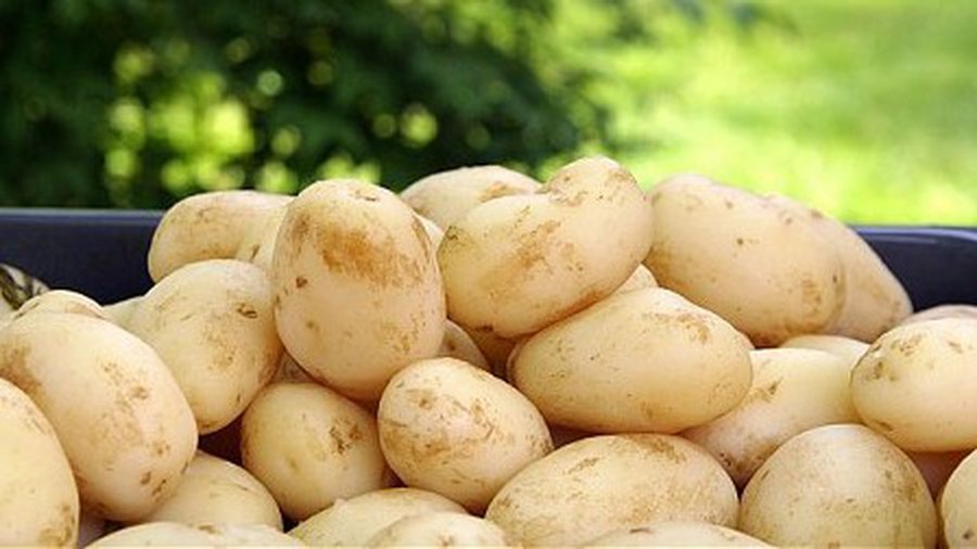 Картофель и морковь подорожают - Литва и страны Балтии