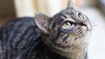 Фонд Бриджит Бардо выделил деньги на стерилизацию литовских кошек
 

                                                                