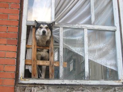 Животные в городе

 - В Висагинасе